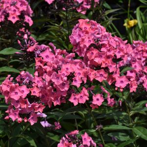Phlox Coral Creme Drop 8"