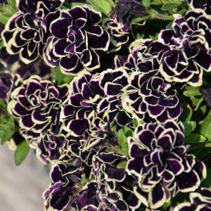 Petunia Midnight Gold Qt