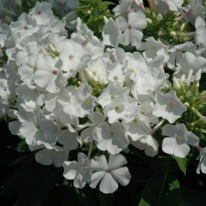 Phlox Flame White #1