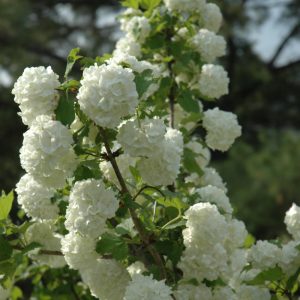 Viburnum Snowball #2