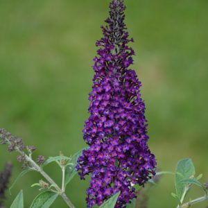 Butterfly Bush Dark Dynasty #3