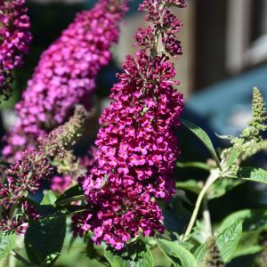 Butterfly Bush Butterfly Towers Magenta #3