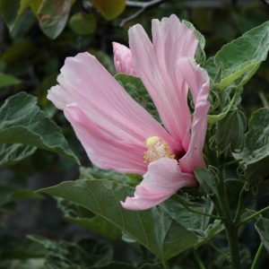 Hardy Hibiscus Swamp Rosemallow qt