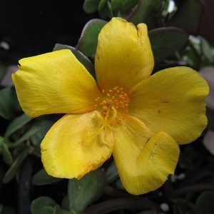 Portulaca Rio Yellow 4.5"