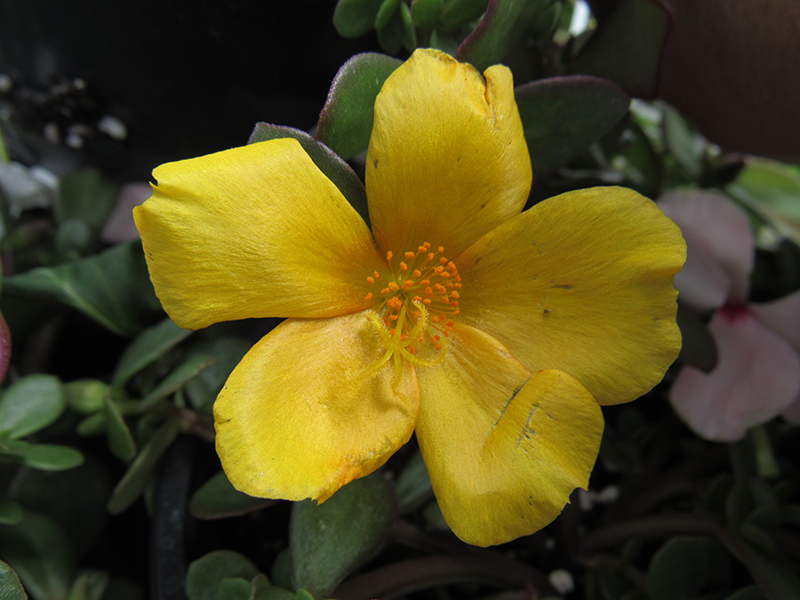 Portulaca Rio Yellow 4.5"
