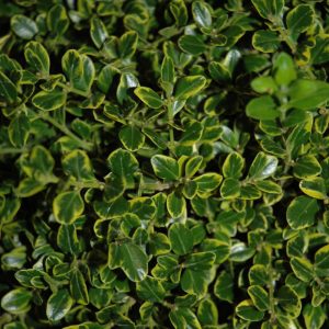 Boxwood Golden Triumph #2