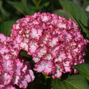 Hydrangea Fire Island #5