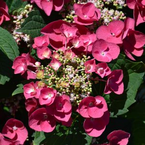 Hydrangea Cherry Explosion #3
