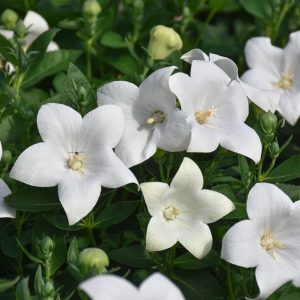 Balloon Flower Pop Star White #1
