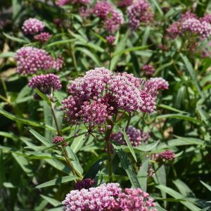 Butterfly Weed Cinderella #1