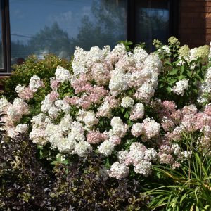 Hydrangea Bobo #2