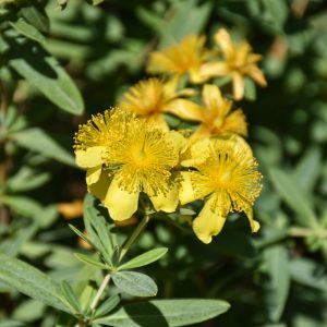 Hypericum Sunburst #3