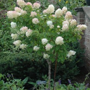 Hydrangea Limelight #15 Patio Tree