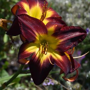 Daylily Rainbow Rhythm Persian Ruby 8"