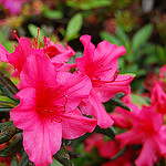 Azalea Girard Rose #3
