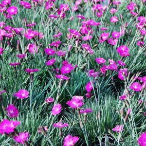 Dianthus Firewitch #1