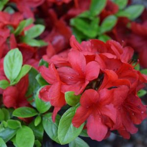 Azalea Midnight Flare #3