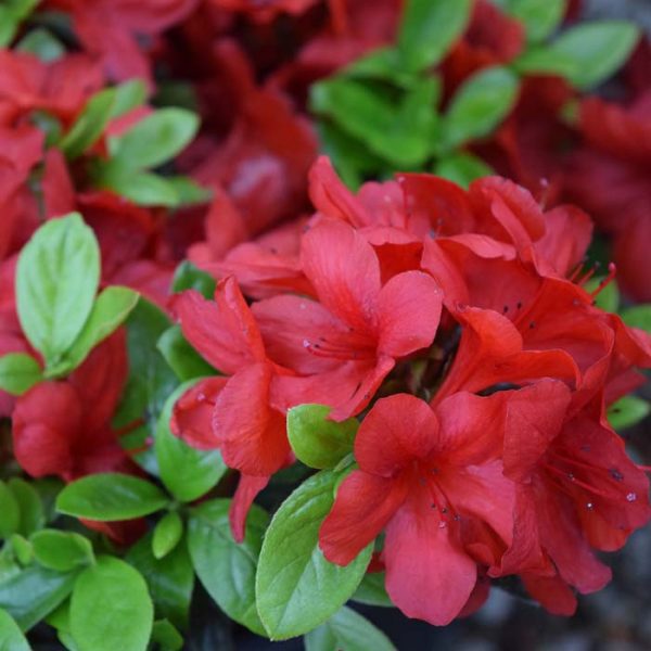 Azalea Midnight Flare #3
