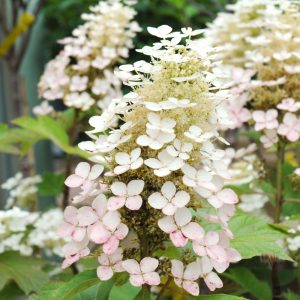 Hydrangea Oakleaf Alice #3