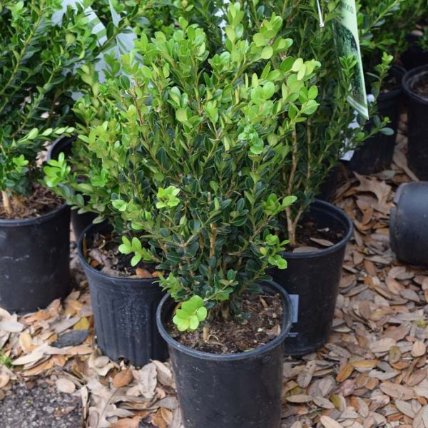 Boxwood Wintergreen #1