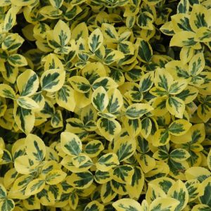Euonymus Emerald N Gold #1