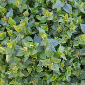 Abelia Rose Creek #3