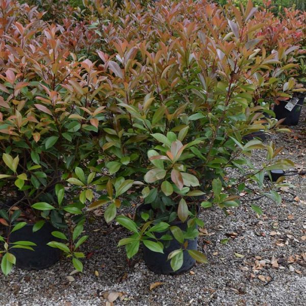Fraser Photinia #5