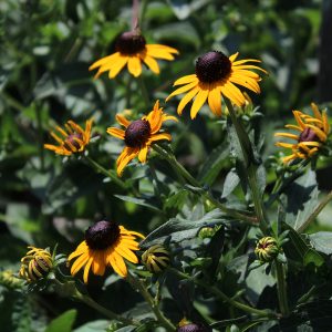 Rudbeckia Goldsturm #1