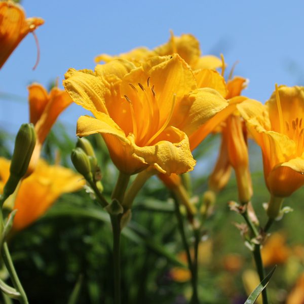Daylily Stella De Oro #1