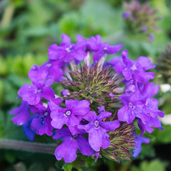 Verbena Homestead Purple #1