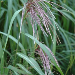 Grass Maiden #3
