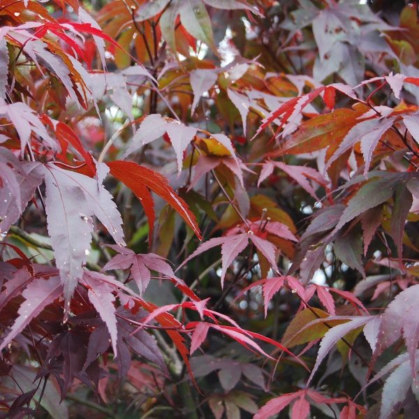 Japanese Maple Red Emperor