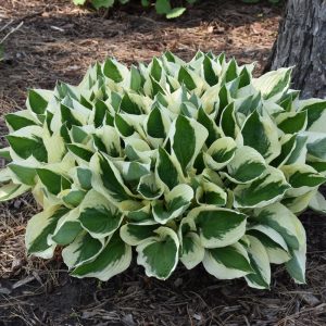 Hosta Patriot #1