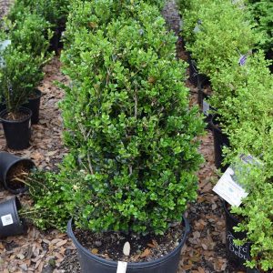 Boxwood Wintergreen #7