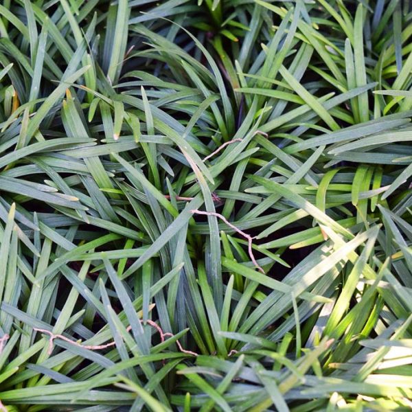 Grass Mondo Dwf #1