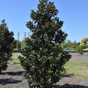 Magnolia Little Gem #15