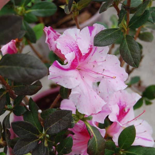 Azalea Encore Autumn Twist #3