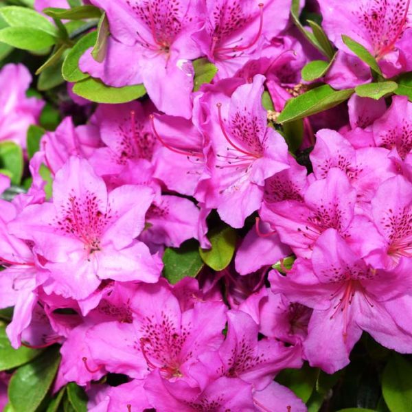 Azalea Karens #3