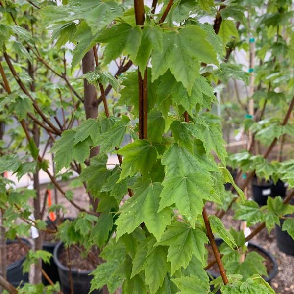 Maple Red Brandywine