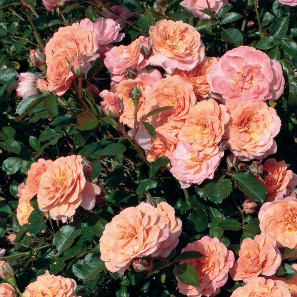 Rose Drift Apricot 8"