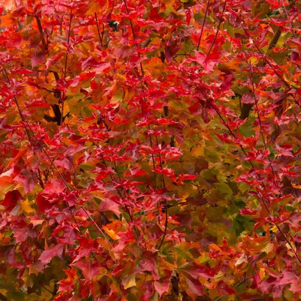 Maple Autumn Blaze