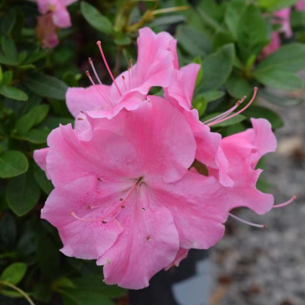 Azalea Pink Adoration #3