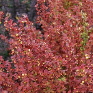 Barberry Orange Rocket #3