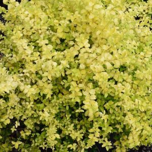 Privet Sunshine #3