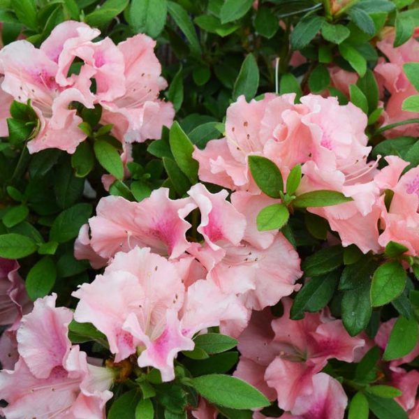 Azalea Blush Elegance #3