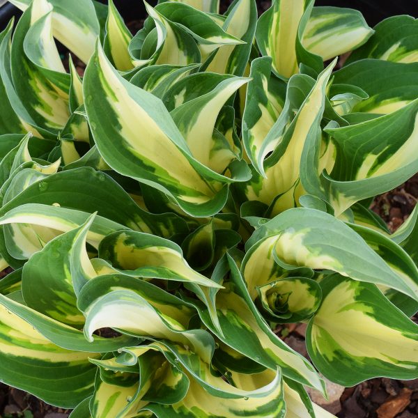 Hosta Loyalist #1