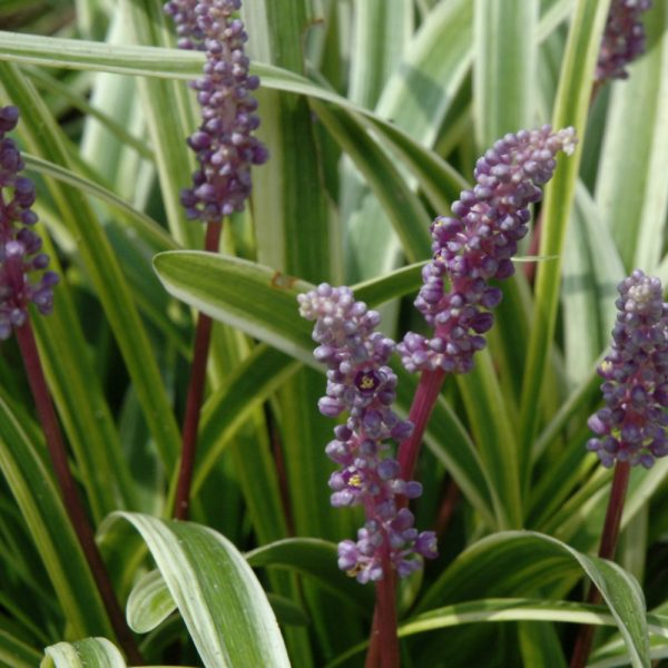 Liriope Variegated 4"