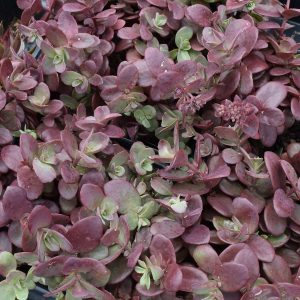 Sedum Firecracker 4.5"