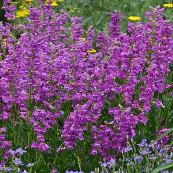 Penstemon Prairie Dusk #1