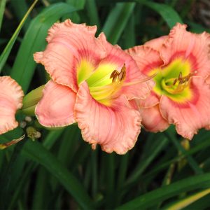 Daylily Elegant Candy#1